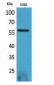 RUNX2 Polyclonal Antibody